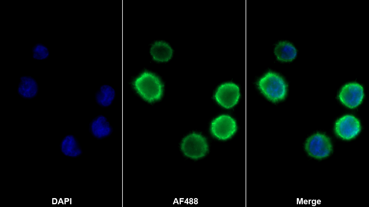 Monoclonal Antibody to Target Of The Antiproliferative Antibody 1 (TAPA1)