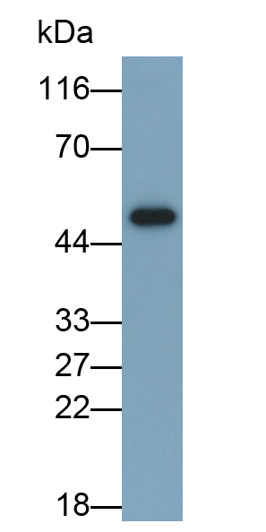 Monoclonal Antibody to VGF Nerve Growth Factor Inducible (VGF)