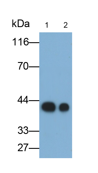 Monoclonal Antibody to Clusterin (CLU)