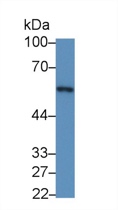 Monoclonal Antibody to Clusterin (CLU)