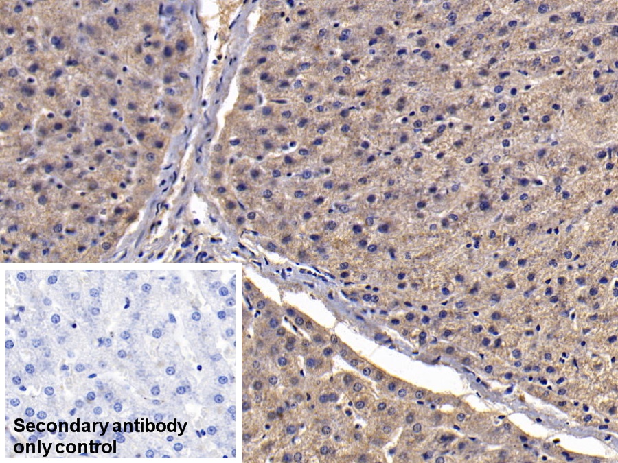 Monoclonal Antibody to Clusterin (CLU)