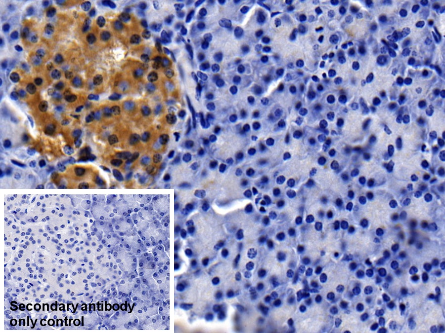 Monoclonal Antibody to Clusterin (CLU)