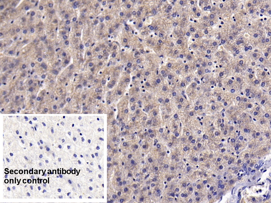 Monoclonal Antibody to Clusterin (CLU)