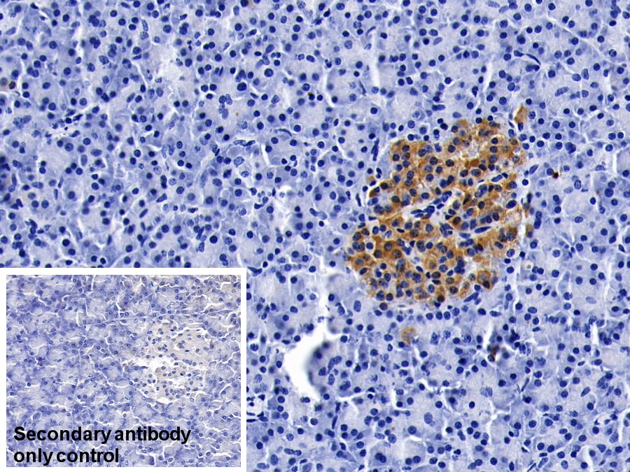 Monoclonal Antibody to Clusterin (CLU)