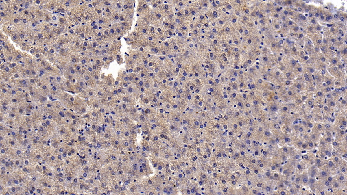 Monoclonal Antibody to Clusterin (CLU)