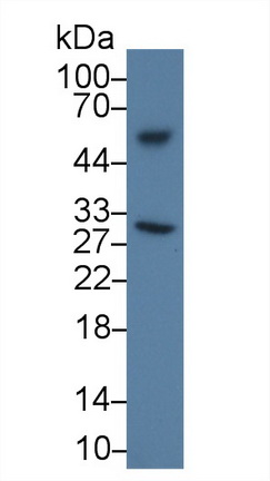 Monoclonal Antibody to Clusterin (CLU)