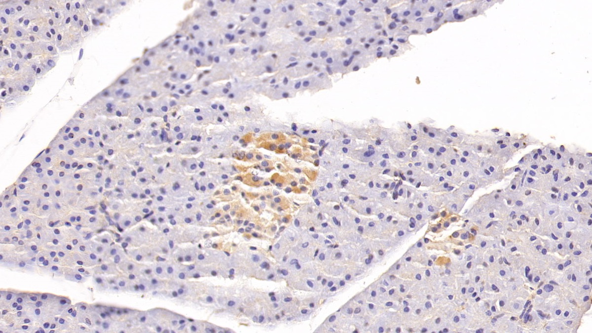 Monoclonal Antibody to Clusterin (CLU)