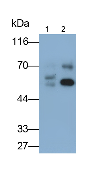 Monoclonal Antibody to Glucose Transporter 1 (GLUT1)