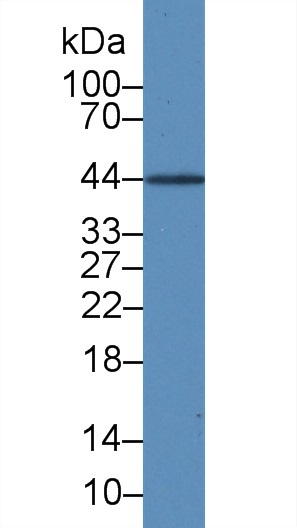 Monoclonal Antibody to Interleukin 19 (IL19)