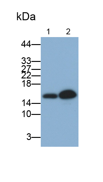 Monoclonal Antibody to Lysozyme (LZM)