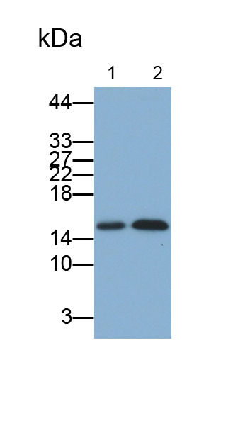 Monoclonal Antibody to Lysozyme (LZM)