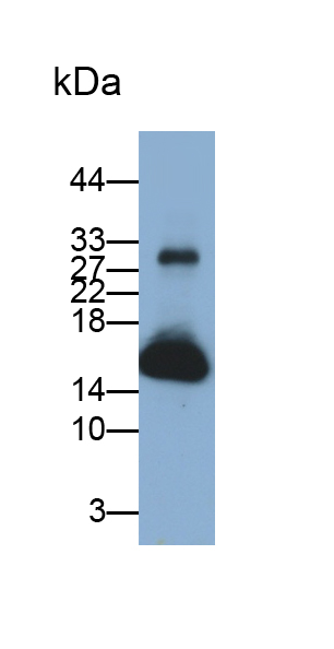 Monoclonal Antibody to Lysozyme (LZM)