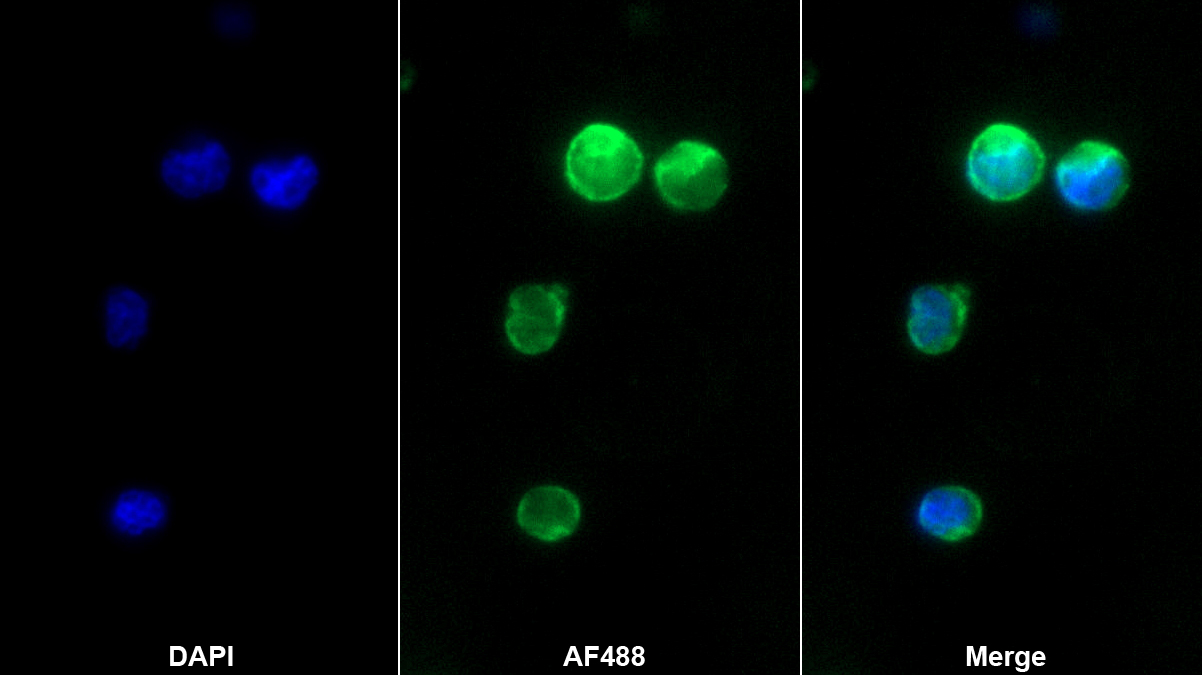 Monoclonal Antibody to Granzyme K (GZMK)