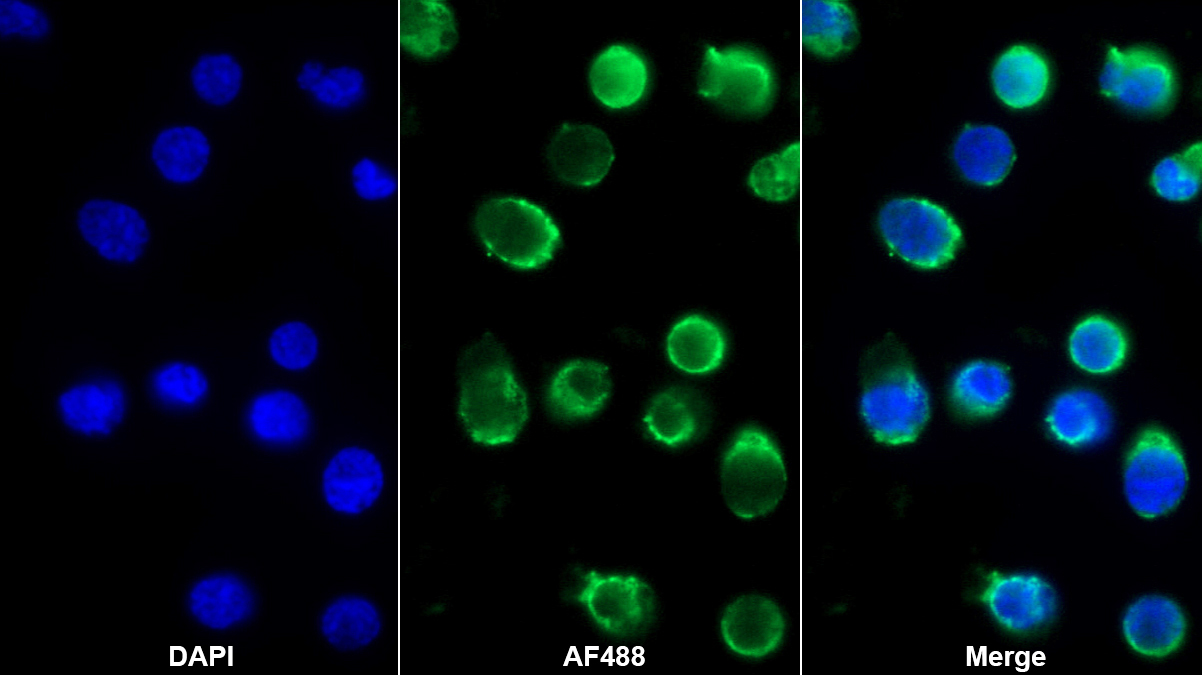 Monoclonal Antibody to Tumor Necrosis Factor Receptor Superfamily, Member 5 (CD40)