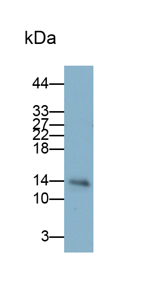 Monoclonal Antibody to Fatty Acid Binding Protein 7, Brain (FABP7)