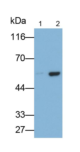 Monoclonal Antibody to Glutathione Reductase (GR)