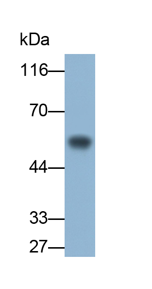Monoclonal Antibody to Procollagen C-Endopeptidase Enhancer (PCOLCE)