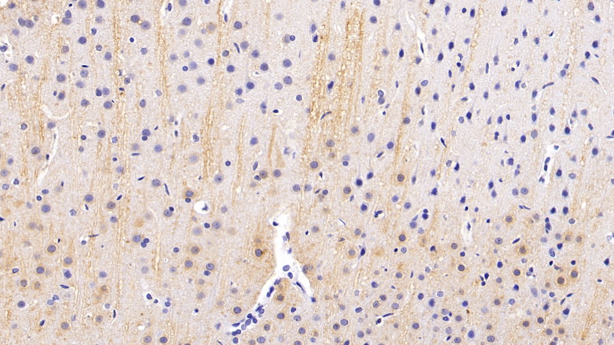 Monoclonal Antibody to Microtubule Associated Protein 2 (MAP2)