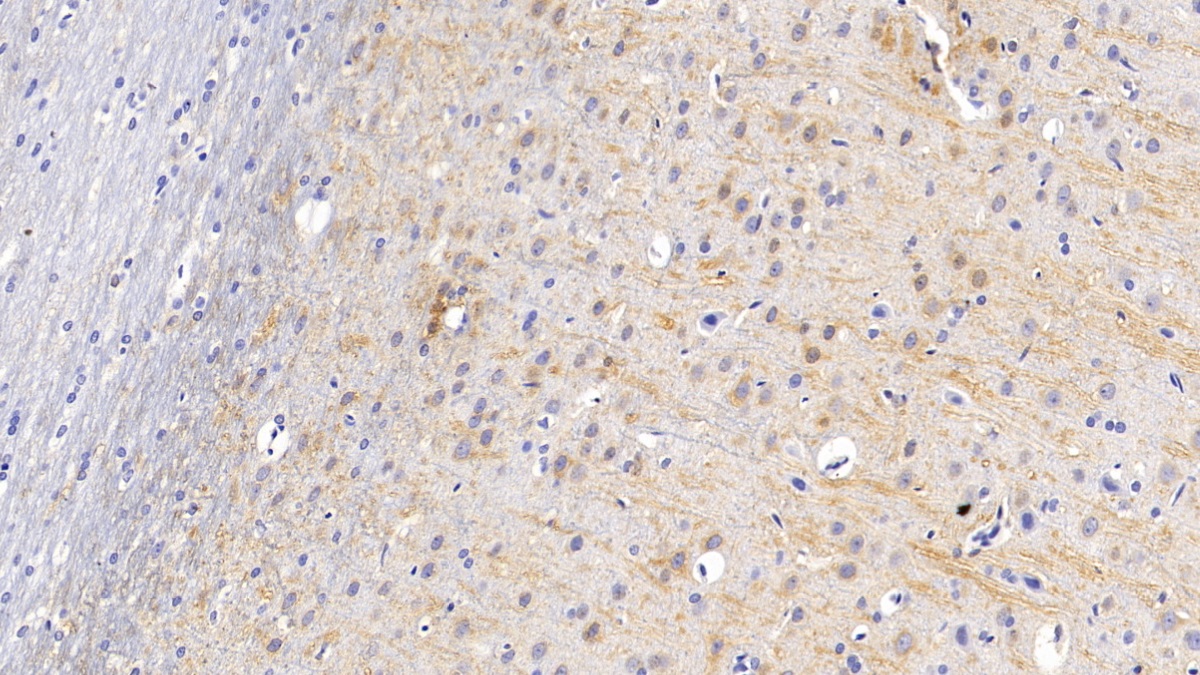 Monoclonal Antibody to Microtubule Associated Protein 2 (MAP2)