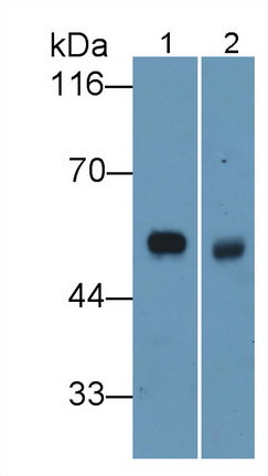 Monoclonal Antibody to Elastin (ELN)