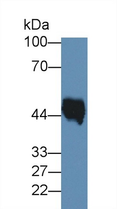 Monoclonal Antibody to Elastin (ELN)