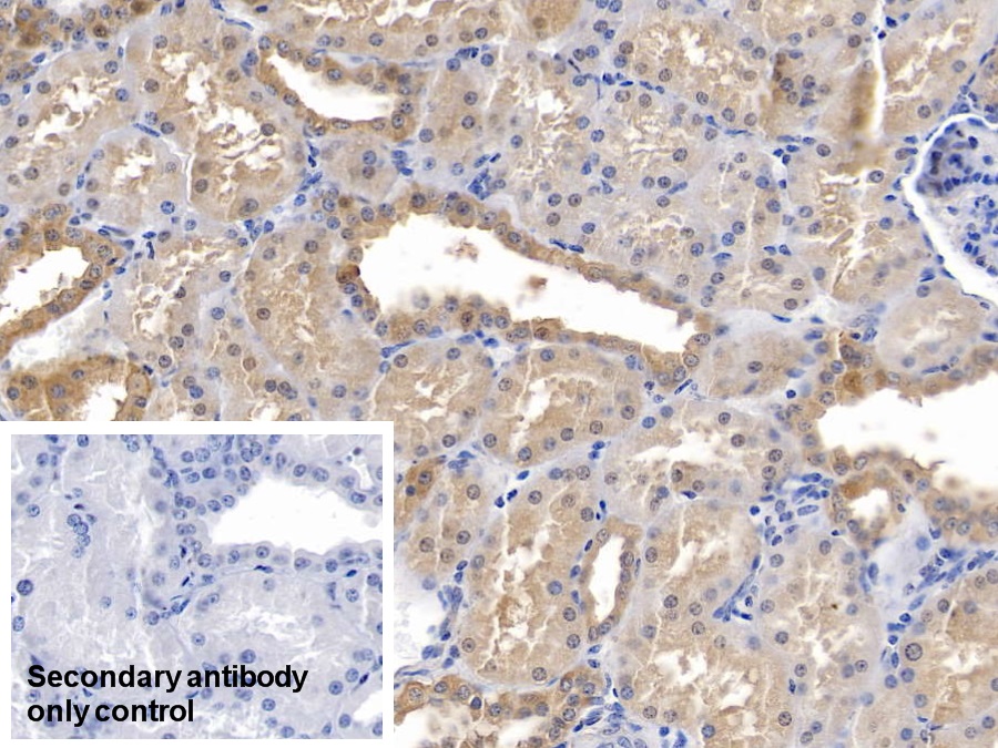 Monoclonal Antibody to Beta Actin (ACTB)