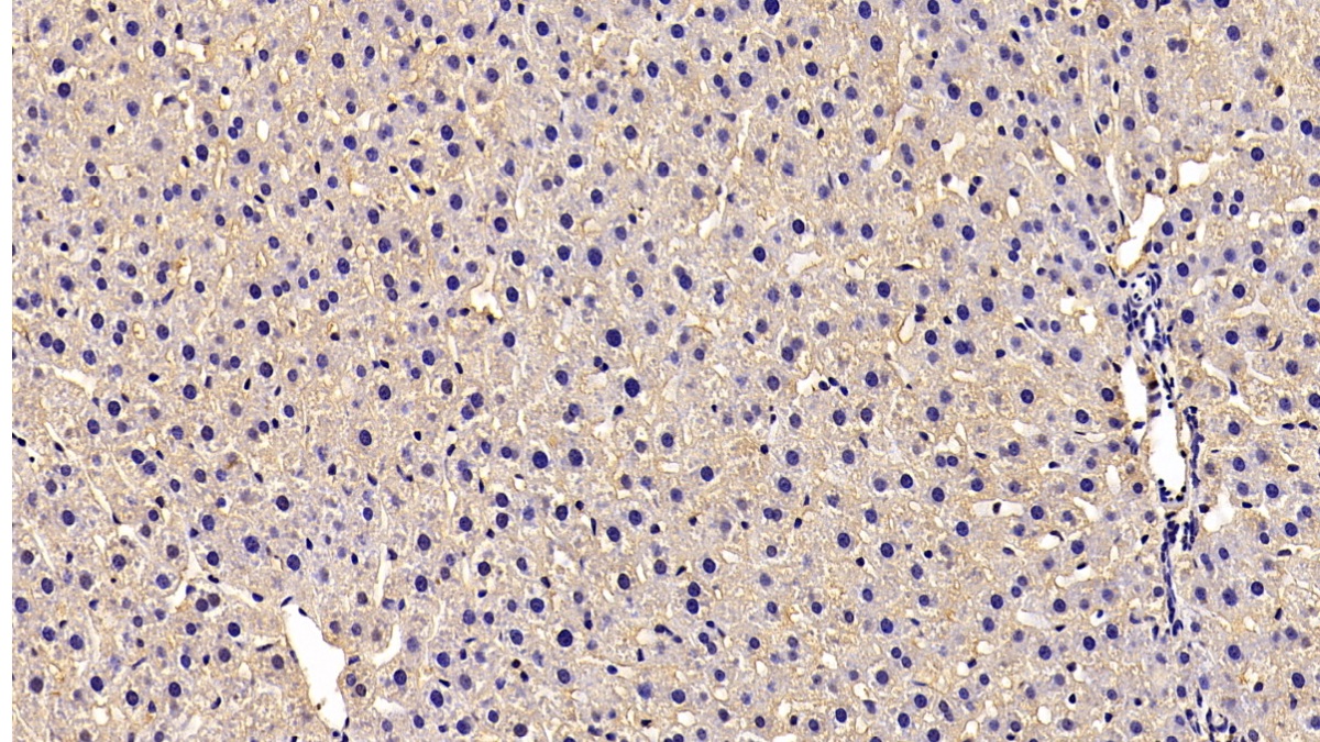 Monoclonal Antibody to Beta Actin (ACTB)