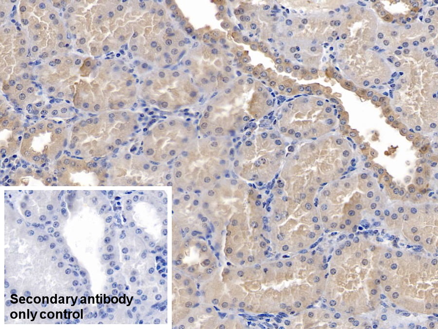 Monoclonal Antibody to Beta Actin (ACTB)