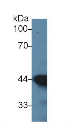 Monoclonal Antibody to Actin Alpha 1, Cardiac Muscle (ACTC1)