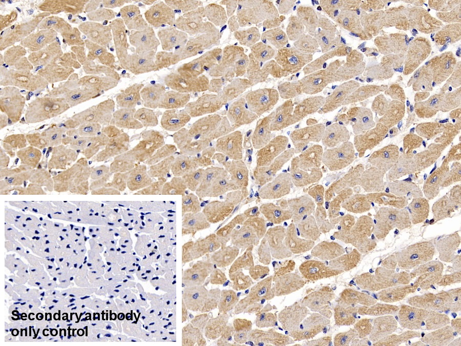 Monoclonal Antibody to Actin Alpha 1, Cardiac Muscle (ACTC1)