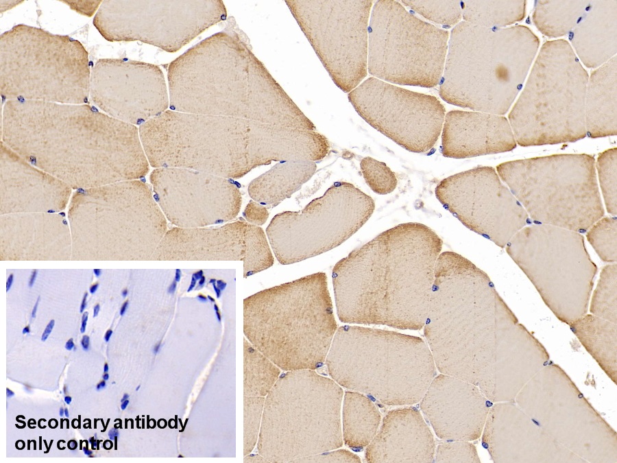 Monoclonal Antibody to Actin Alpha 1, Cardiac Muscle (ACTC1)