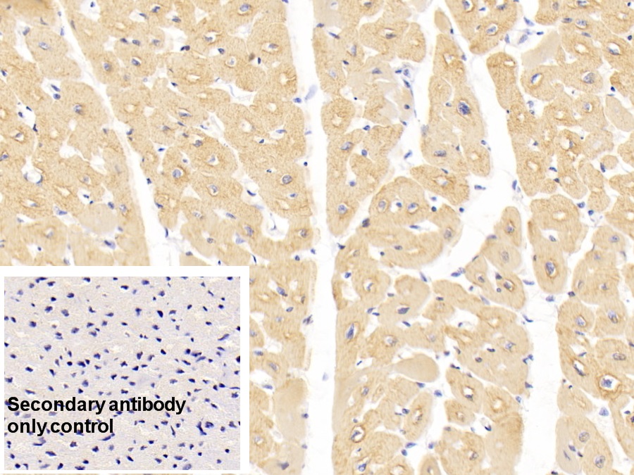 Monoclonal Antibody to Actin Alpha 1, Cardiac Muscle (ACTC1)