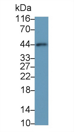 Monoclonal Antibody to Actin Alpha 2, Smooth Muscle (ACTa2)