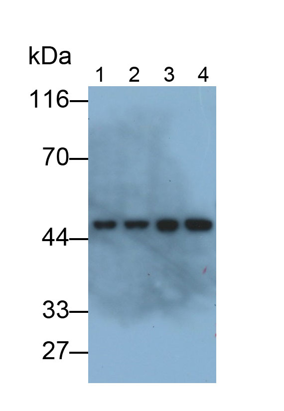 Monoclonal Antibody to Actin Alpha 2, Smooth Muscle (ACTa2)