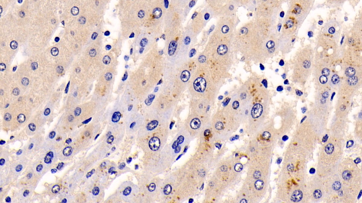 Monoclonal Antibody to Extracellular Signal Regulated Kinase 1 (ERK1)