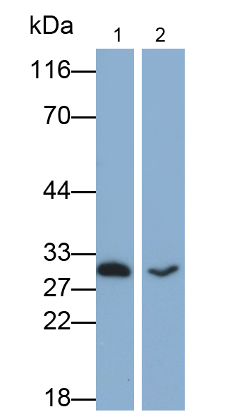 Monoclonal Antibody to Cluster of Differentiation 90 (CD90)