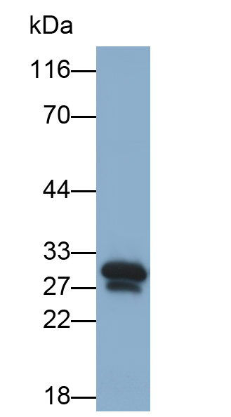 Monoclonal Antibody to Cluster of Differentiation 90 (CD90)