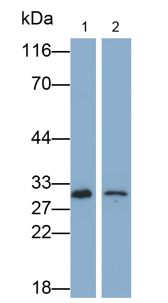Monoclonal Antibody to Cluster of Differentiation 90 (CD90)