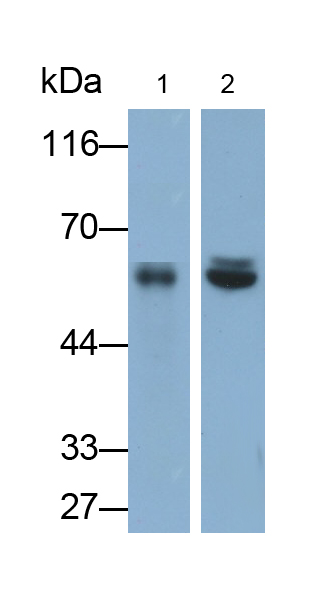 Monoclonal Antibody to Salivary Alpha Amylase (AMY1A)