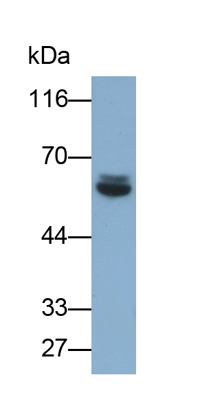 Monoclonal Antibody to Salivary Alpha Amylase (AMY1A)