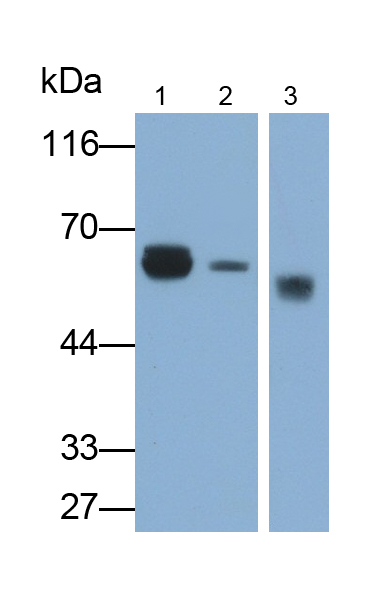 Monoclonal Antibody to Salivary Alpha Amylase (AMY1A)