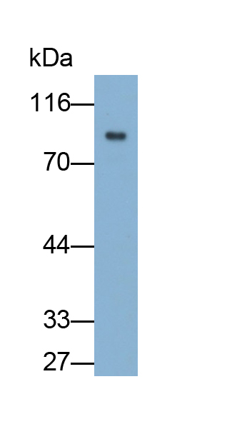 Monoclonal Antibody to Cluster Of Differentiation 36 (CD36)