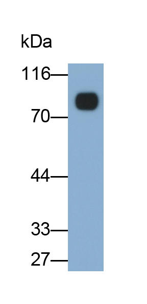 Monoclonal Antibody to Cluster Of Differentiation 36 (CD36)