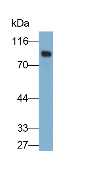 Monoclonal Antibody to Cluster Of Differentiation 36 (CD36)
