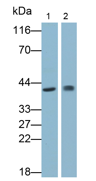 Monoclonal Antibody to Indoleamine-2,3-Dioxygenase (IDO)