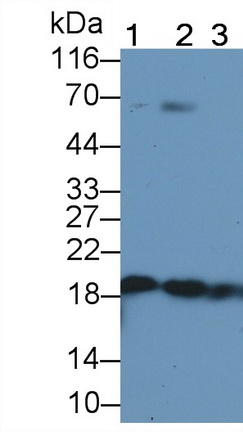 Monoclonal Antibody to Cofilin 1 (CFL1)