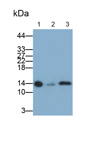 Monoclonal Antibody to Fatty Acid Binding Protein 1 (FABP1)