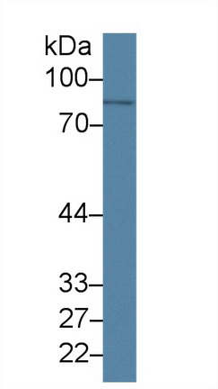 Monoclonal Antibody to Cytosolic Phospholipase A2 (PLA2G4)