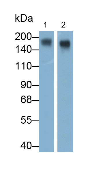 Monoclonal Antibody to Integrin Alpha M (CD11b)