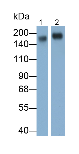 Monoclonal Antibody to Integrin Alpha M (CD11b)